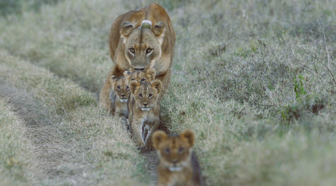 Une lionne et ses lionceaux photographié par nos volontaires au Kenya